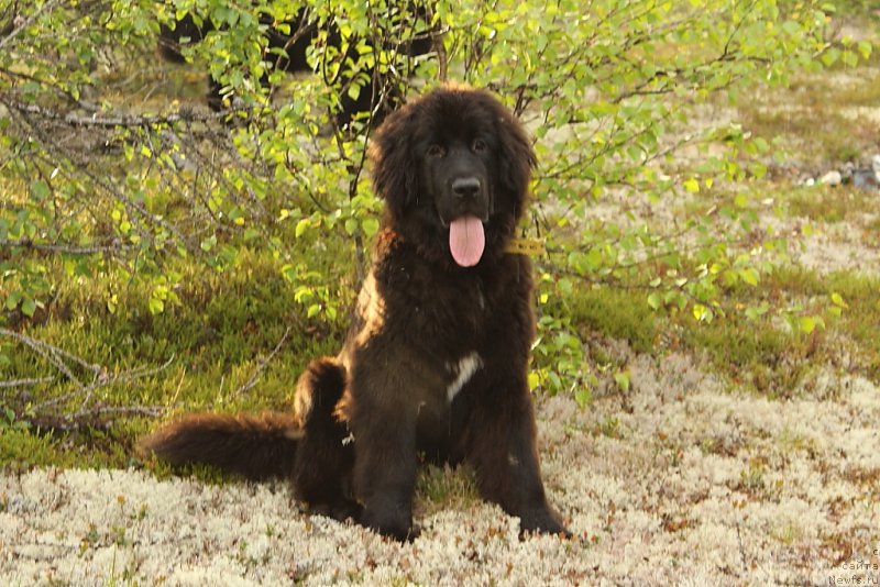 Фотография № 184563