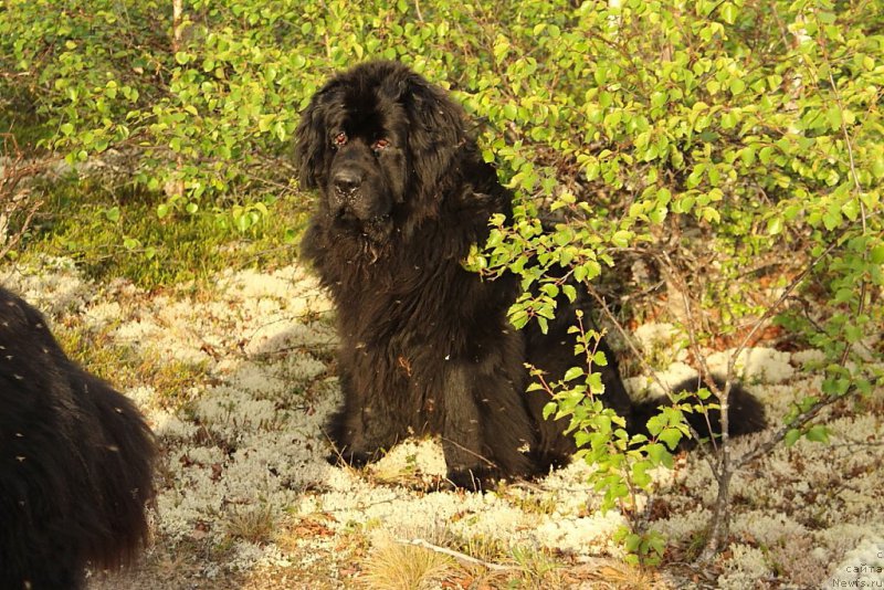 Фотография № 184567