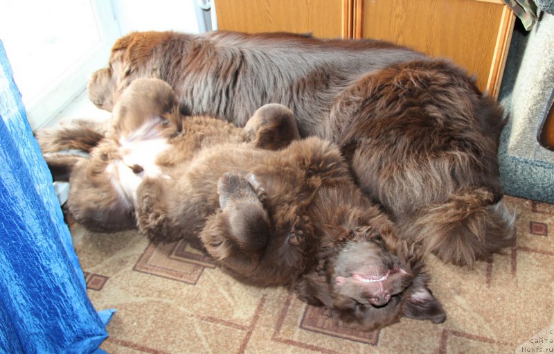 Фото: ньюфаундленд Обуш Шед Янтарный Поцелуй, ньюфаундленд Ньюфорт Ваше Величество Брабус