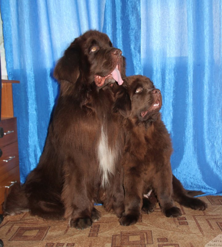 Фото: ньюфаундленд Обуш Шед Янтарный Поцелуй, ньюфаундленд Ньюфорт Ваше Величество Брабус