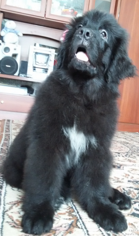 Фото: ньюфаундленд Кипер Соул Симба