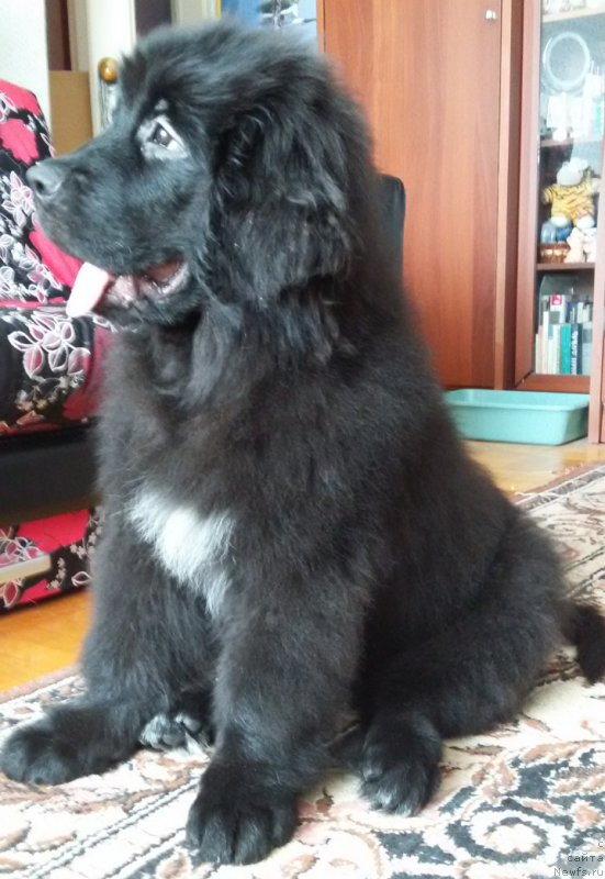 Фото: ньюфаундленд Кипер Соул Симба