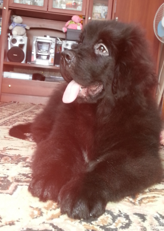 Фото: ньюфаундленд Кипер Соул Симба