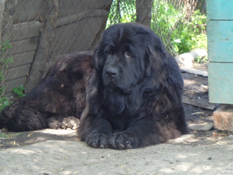 Фото: ньюфаундленд Викториус Смайл