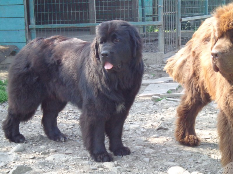 Фото: ньюфаундленд Викториус Смайл