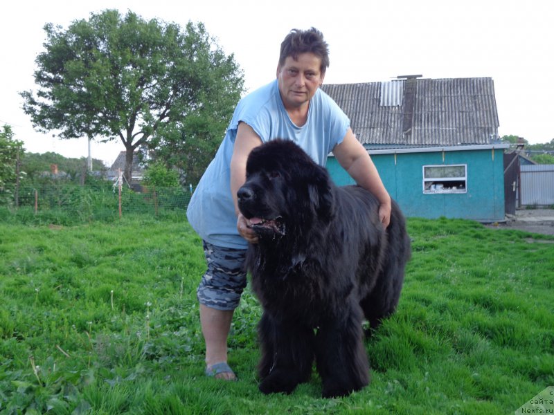 Фото: ньюфаундленд Супер Премиум Нао Дел Трато