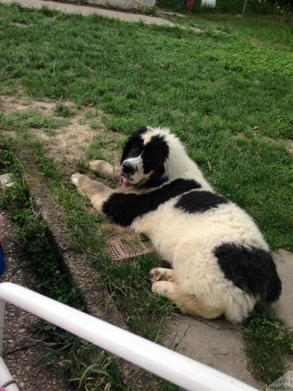 Фото: ньюфаундленд Генри Король фром Рашн Беар (Genri Korol From Russia Bear)