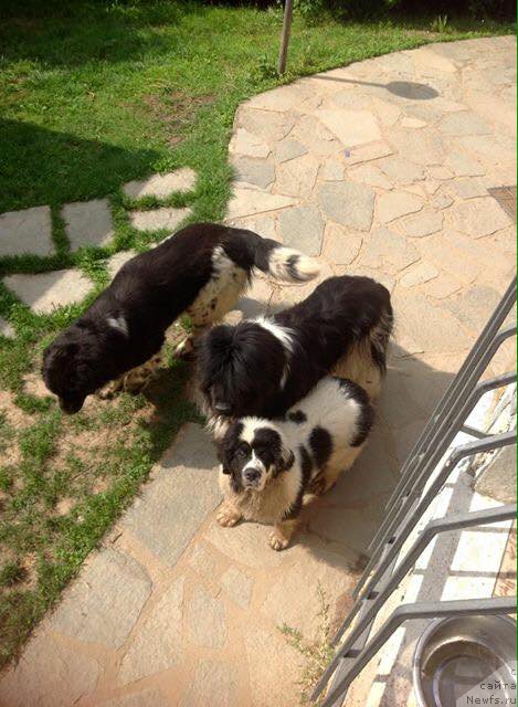 Фото: ньюфаундленд Генри Король фром Рашн Беар (Genri Korol From Russia Bear)