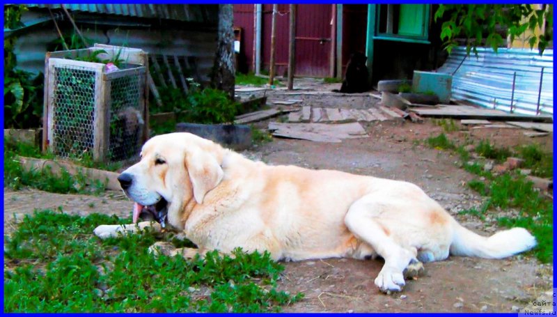 Фотография № 184613