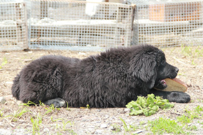 Фотография № 184647