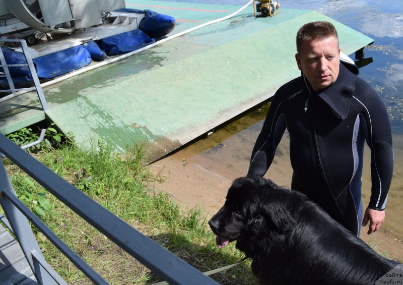 Фото: ньюфаундленд Чистый Бриллиант Амиго (Chisty Brilliant Amigo)