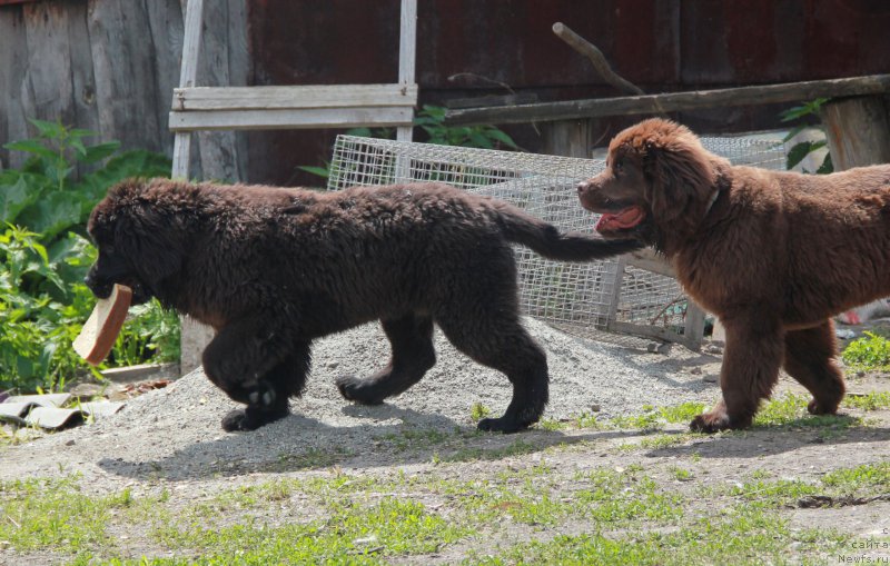 Фотография № 184650