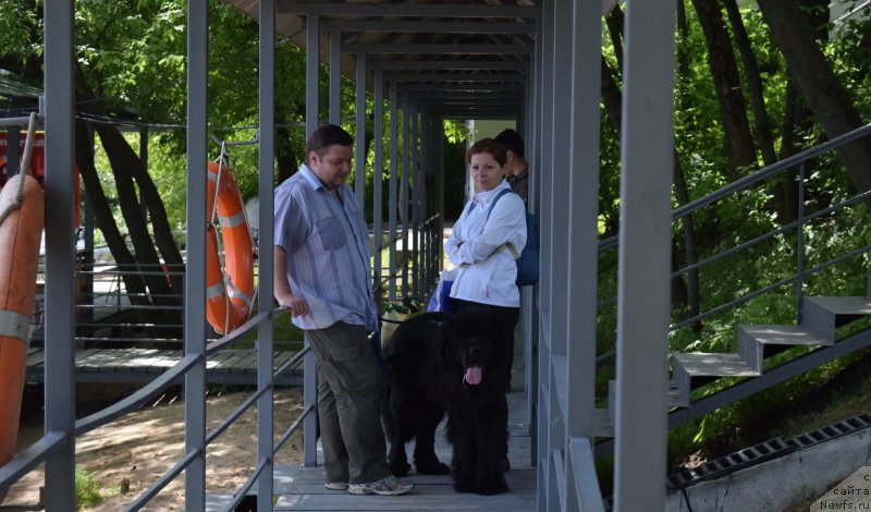 Фото: ньюфаундленд Сент Джонс Конан