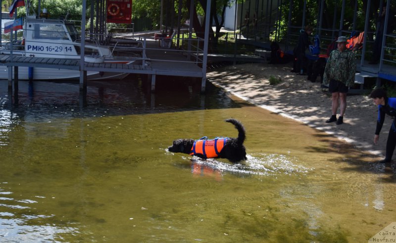Фото: ньюфаундленд Ангел Хранитель Граффидд (Angel Khranitel Gruffidd), Елена Богданова, Александр Бурмистров