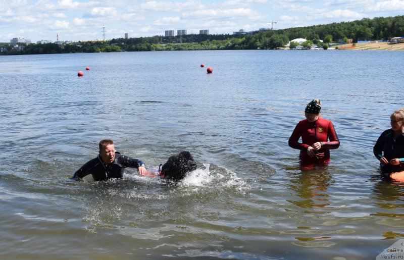 Фото: ньюфаундленд Чистый Бриллиант Амиго (Chisty Brilliant Amigo)