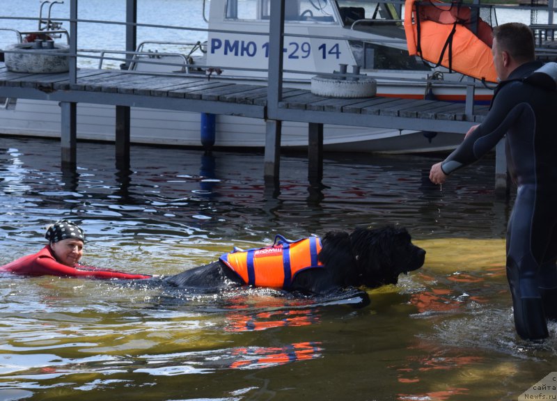 Фото: ньюфаундленд Чистый Бриллиант Амиго (Chisty Brilliant Amigo), Ольга Музычук