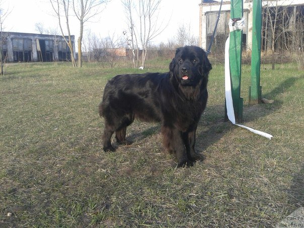 Фото: ньюфаундленд Аманда Мистер Нюф (Amanda Mister Newf)