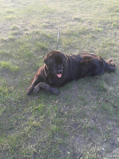 Фото: ньюфаундленд Аманда Мистер Нюф (Amanda Mister Newf)
