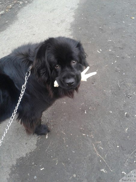 Фото: ньюфаундленд Аманда Мистер Нюф (Amanda Mister Newf)