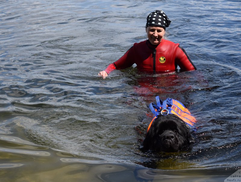 Фото: ньюфаундленд Сент Джонс Конан, Ольга Музычук