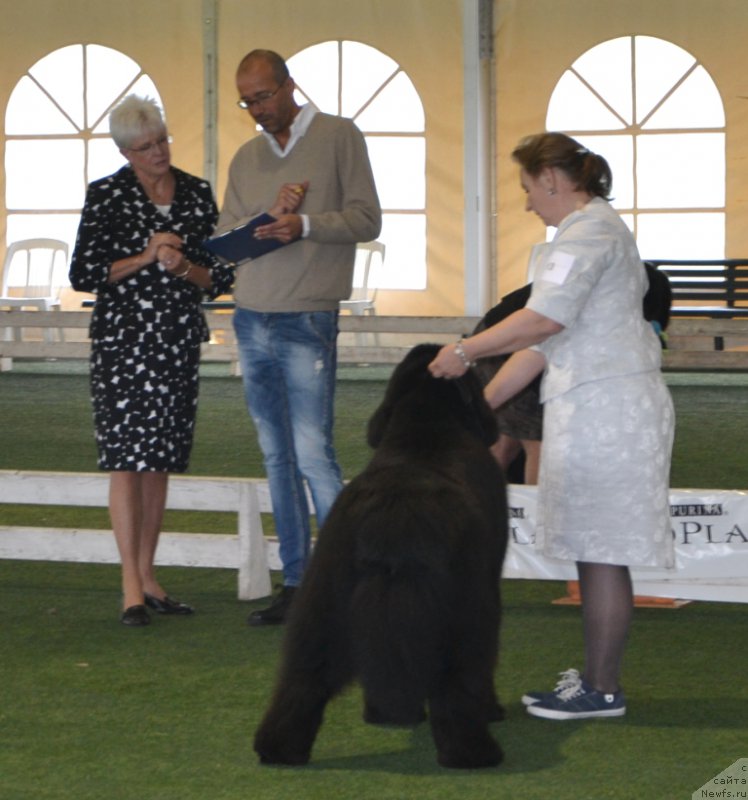 Фото: ньюфаундленд Soul of Voodoo Midnight Bear, Ольга Заливако