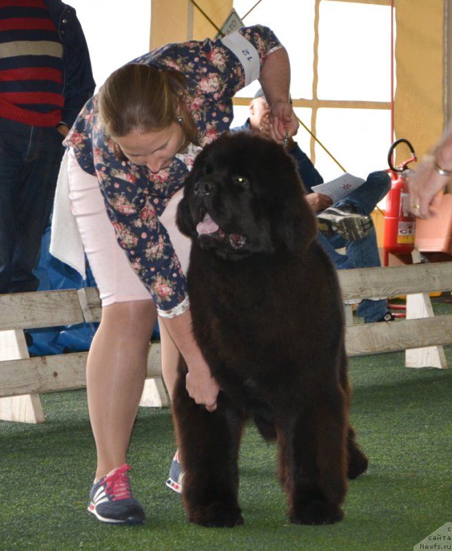 Фото: ньюфаундленд Time to Win Midnight Bear, Анастасия Заливако