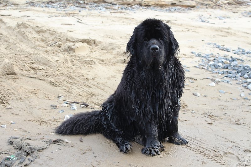 Фото: ньюфаундленд Янтарная Мечта