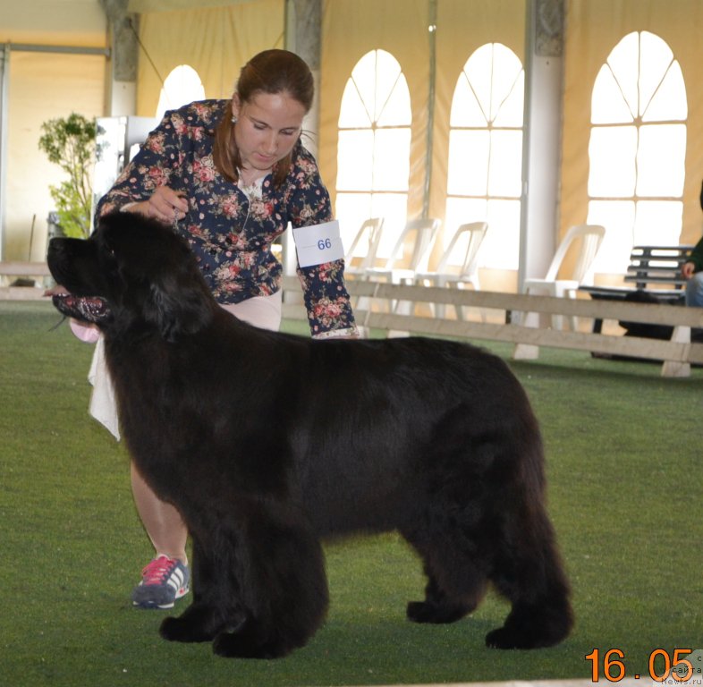 Фото: ньюфаундленд Piece of Sweetheart Midnight Bear, Анастасия Заливако