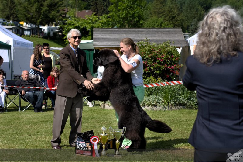 Фото: ньюфаундленд Time to Win Midnight Bear