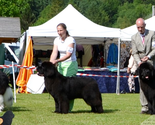 Фото: ньюфаундленд Time to Win Midnight Bear, Анастасия Заливако