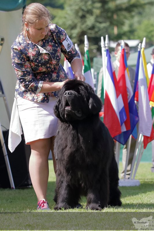 Фото: ньюфаундленд Inflame My Heart Midnight Bear, Анастасия Заливако