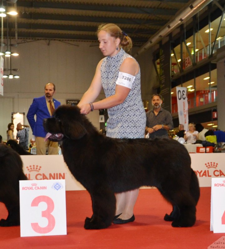 Фото: ньюфаундленд Time to Win Midnight Bear, Анастасия Заливако