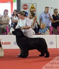 Фото: ньюфаундленд Inside My Heart Midnight Bear, Ольга Заливако