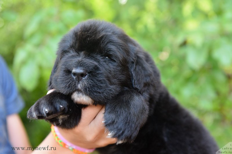 Фотография № 184728