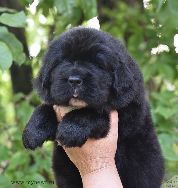 Фотография № 184730