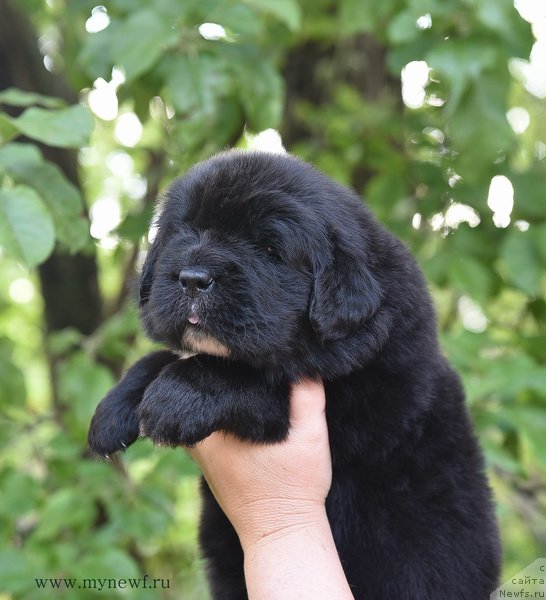 Фотография № 184731