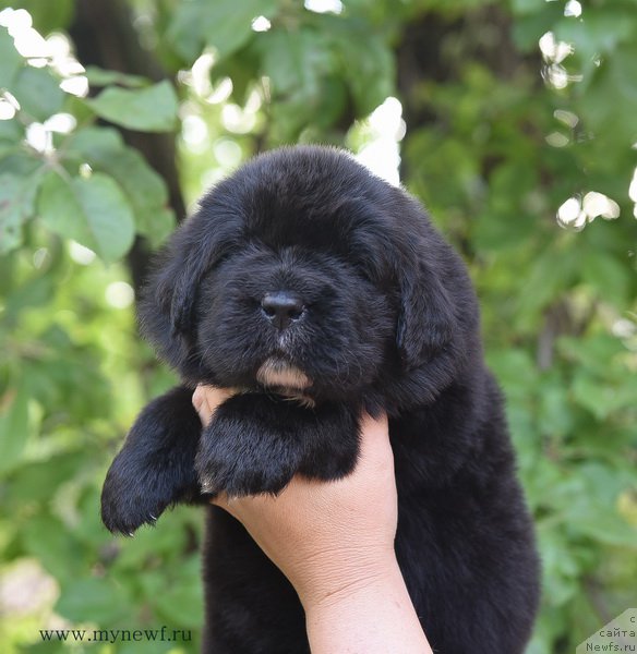 Фотография № 184732