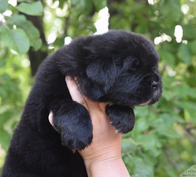 Фотография № 184733