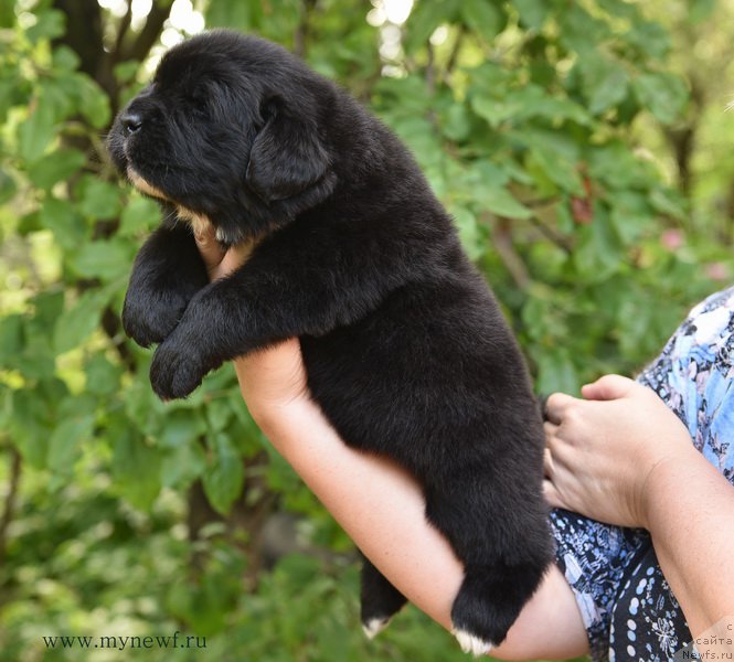 Фотография № 184734