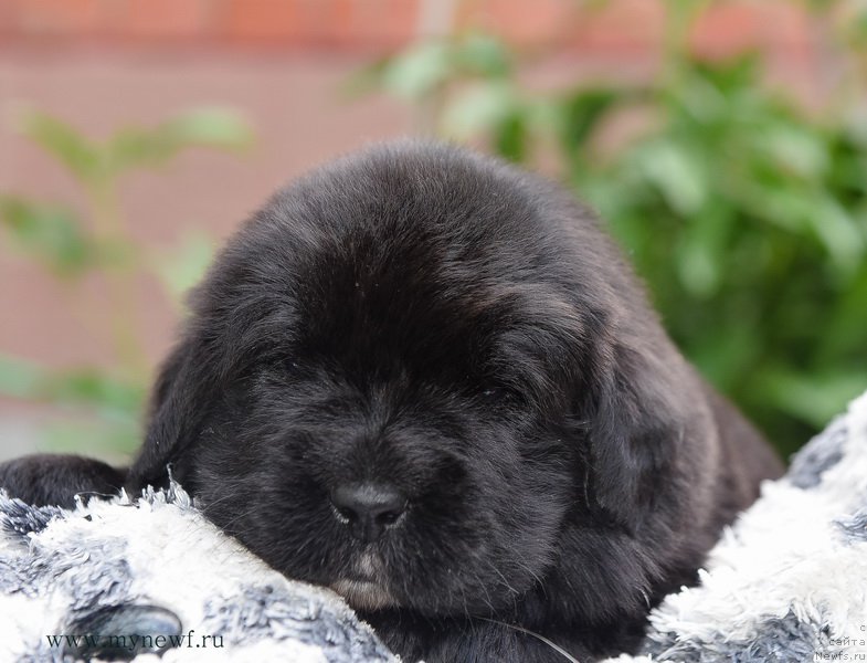 Фотография № 184735