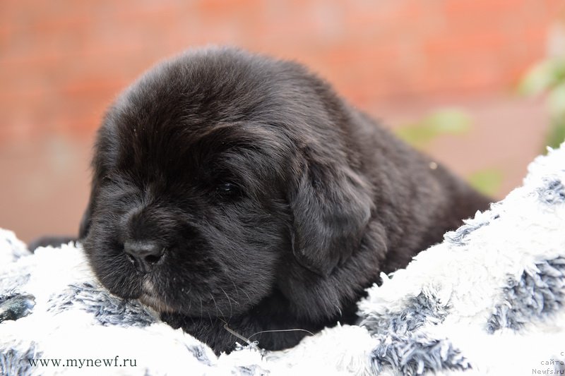 Фотография № 184736