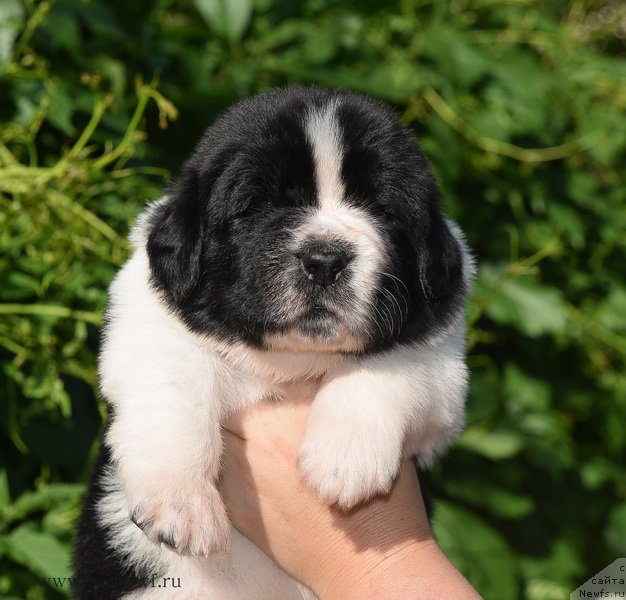 Фотография № 184737