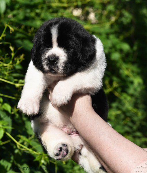 Фотография № 184738