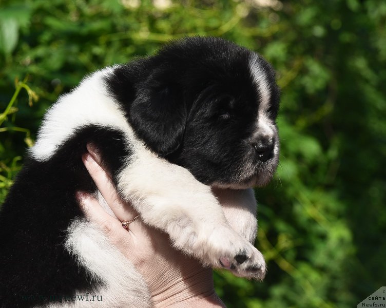 Фотография № 184739