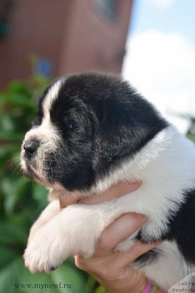 Фотография № 184741