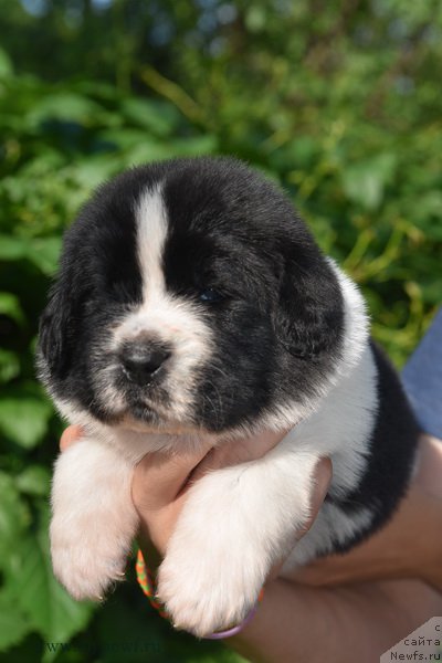 Фотография № 184742