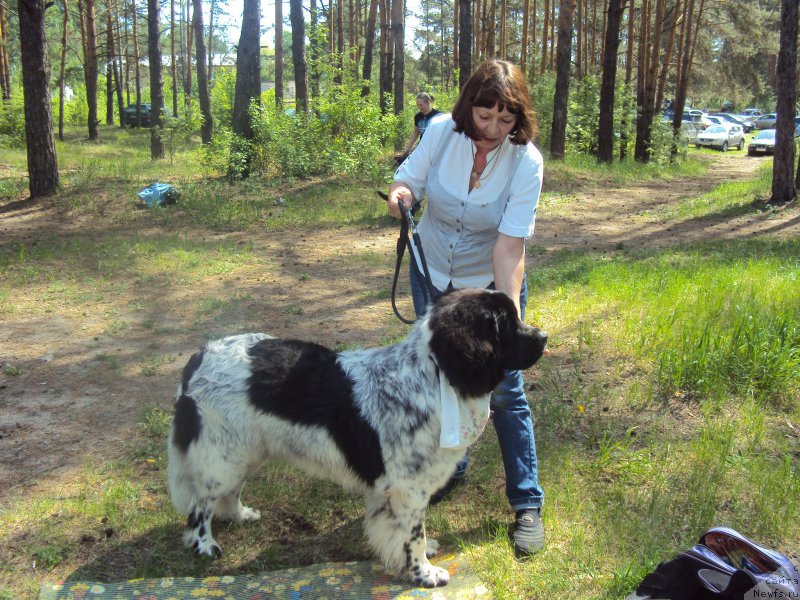 Фото: ньюфаундленд Сказочная Кроха Шарман