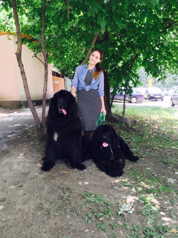 Фото: ньюфаундленд Лав Стори из Тихого Омута (Love Story iz Tihogo Omuta)