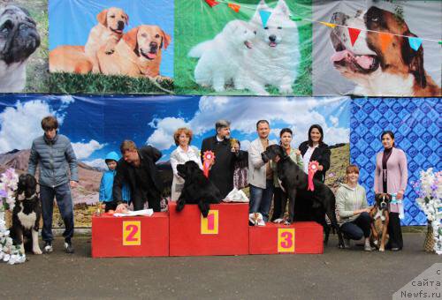 Фото: ньюфаундленд Гем Оф Юниверс