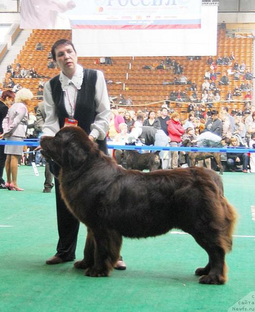 Фото: ньюфаундленд Супер Премиум Бест Бэлжен Ригардс (Super Premium Best Belzhen Regards)